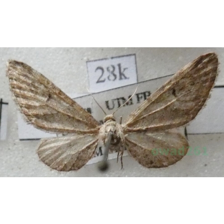 Eupithecia millefoliata Rössler, 1866 Grotnik krwawniczak Poland28k